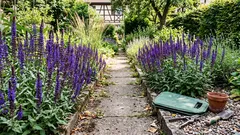 Zier-Salbei im Beet: So setzt Salvia nemorosa starke Akzente wie Lavendel